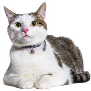 Katzen