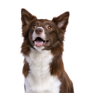 Hunde